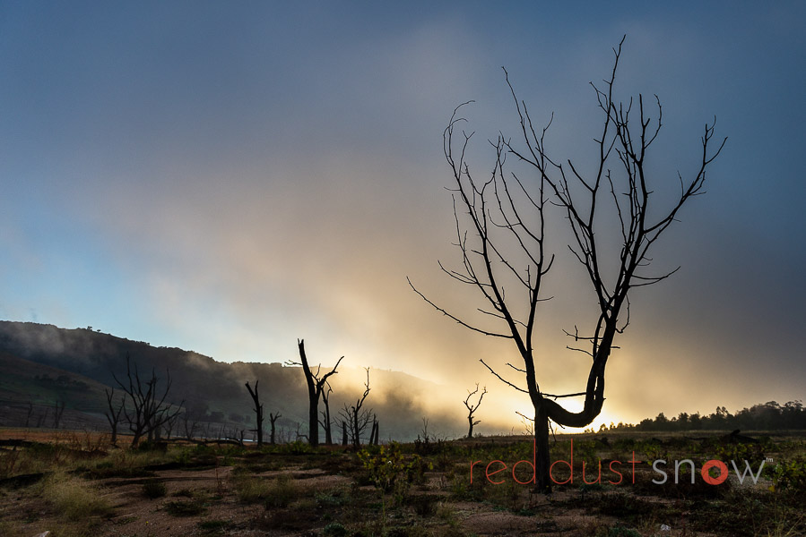 As the sun rises over the hills of the upper Murray River, a tree on the banks of Lake Hume, a tree is silhouetted against the early morning cloud. Upper Murray, Victoria, Australia