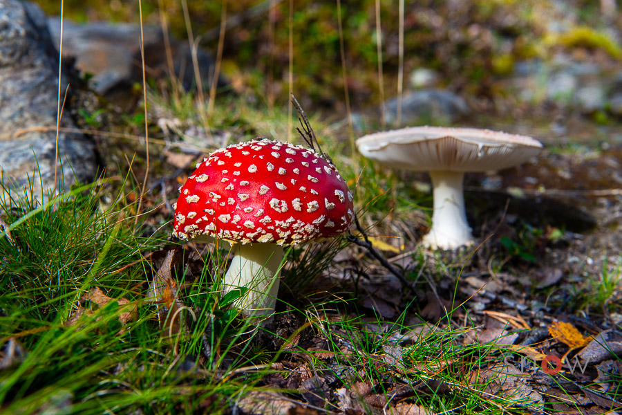 The mushroom is a fly agaric (Amanita muscaria). It is a common and easily recognizable mushroom found in many parts of the world, including Sweden.