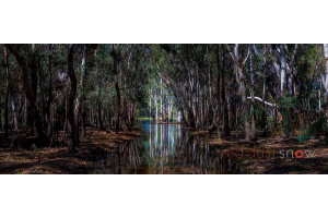 Barmah Light (Pan)