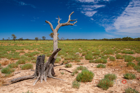 Black Stump