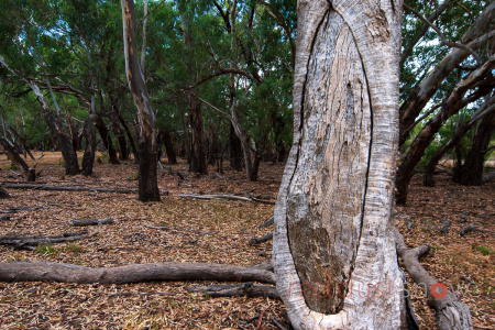 Scar Tree