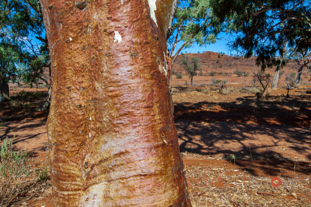 Red Trunk