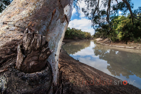 Darling Trunk