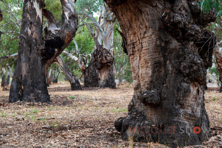 River Gum Legends