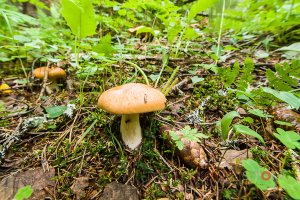 Mushrooms (Svamp) #03