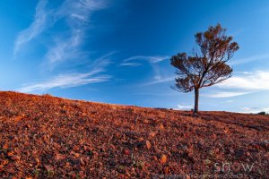 Lone Tree, Mundi Mundi Lookout