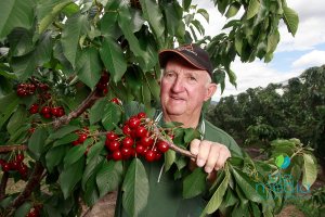 Hotson&#039;s Cherries, Chiltern