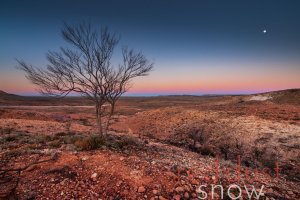 Sturt National Park Jump-Ups Tree