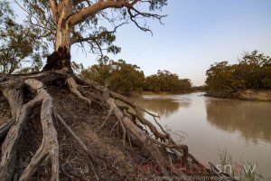 Red Gum Roots