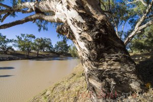 Tilpa Weir Darling River Outback NSW