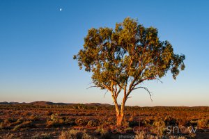 Full Moon Gum, Silverton