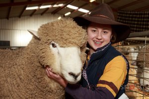 Sheep Show