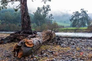 Muuray River at Gadds Bend