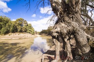 Red Gum Roots