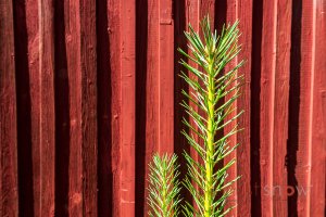 Timbers and Textures