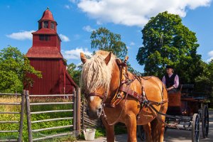 Seglora Horse