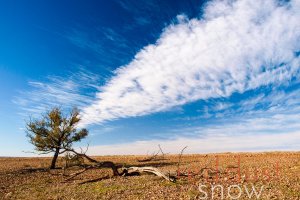 Sturt National Park Gorge Loop Tree