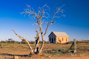 Methodist Tree, Silverton