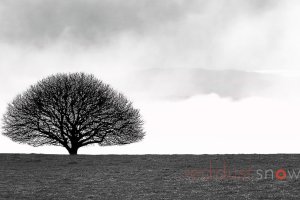 Lone Tree