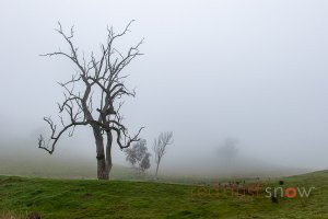 Morning Mist at Gadds Bend, Upper Murray