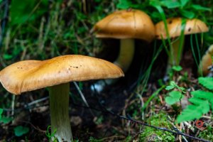 Mushrooms (Svamp) #04
