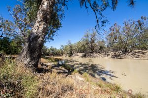 Darling River Redgums Pooncarie Outback NSW